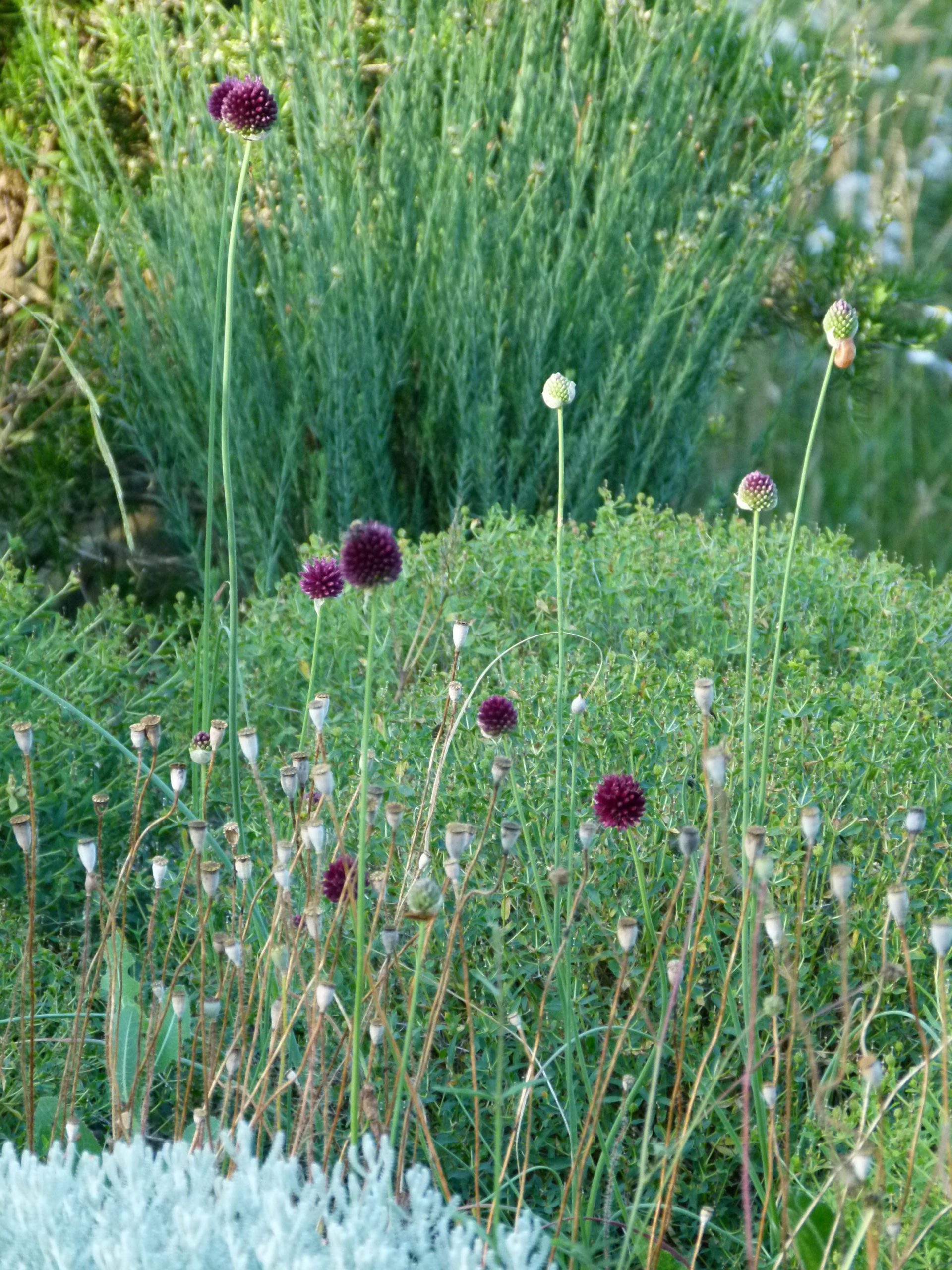 Achillea filipendulina