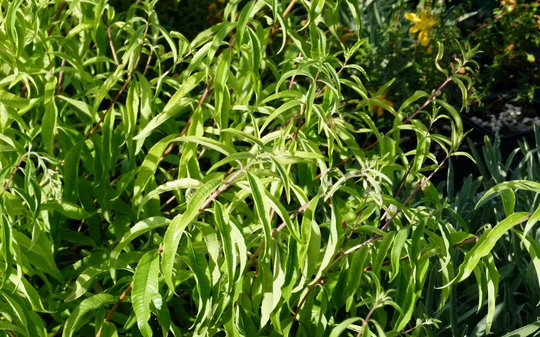 Aloysia triphylla