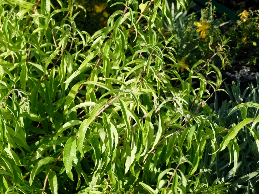 Achillea ligustica