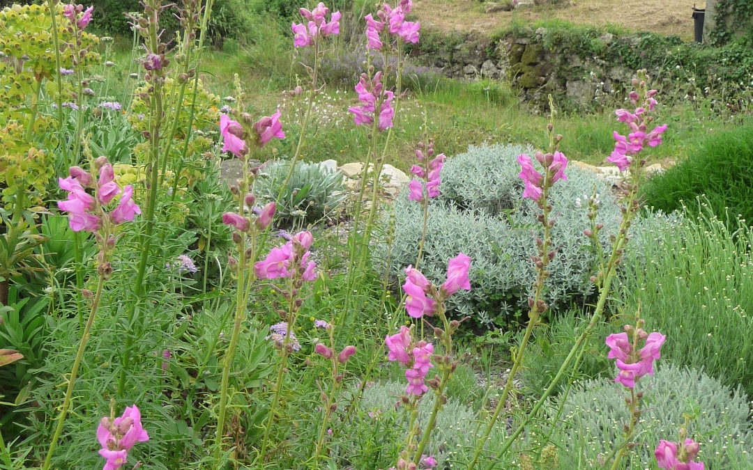 Antirrhinum majus