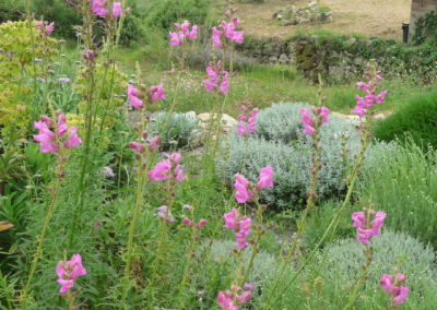 Antirrhinum majus