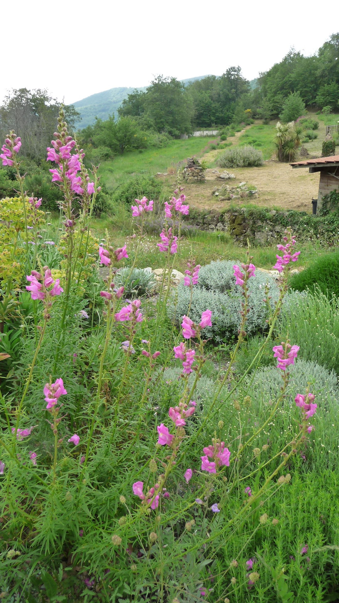 Achillea ligustica