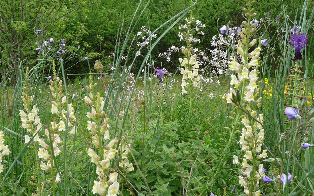 Antirrhinum siculum