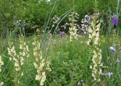 Antirrhinum siculum