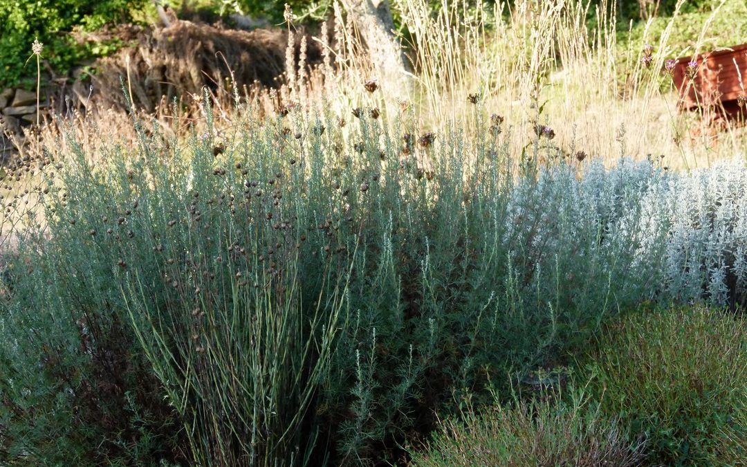 Artemisia alba