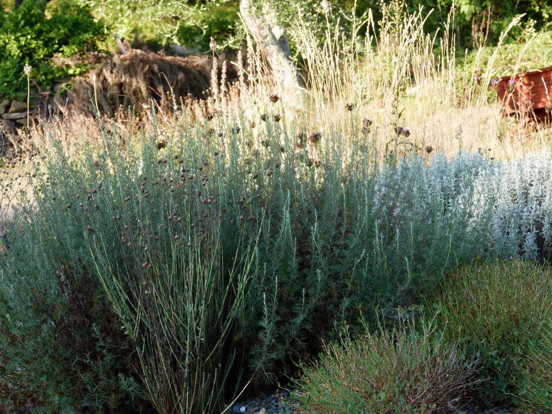 Achillea ligustica