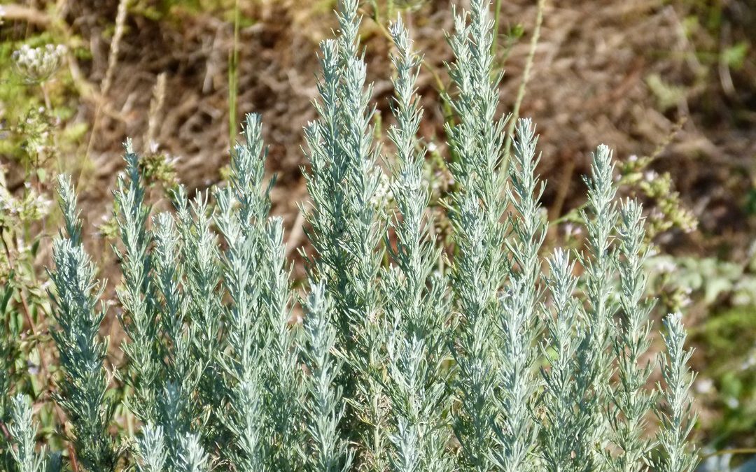 Artemisia caerulescens subsp. Cretacea