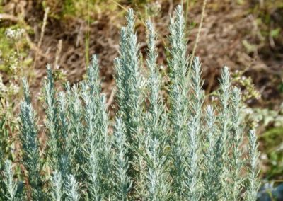 Artemisia caerulescens subsp. Cretacea