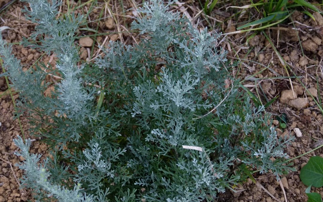 Artemisia caerulescens subsp. Galica