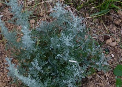 Artemisia caerulescens subsp. Galica