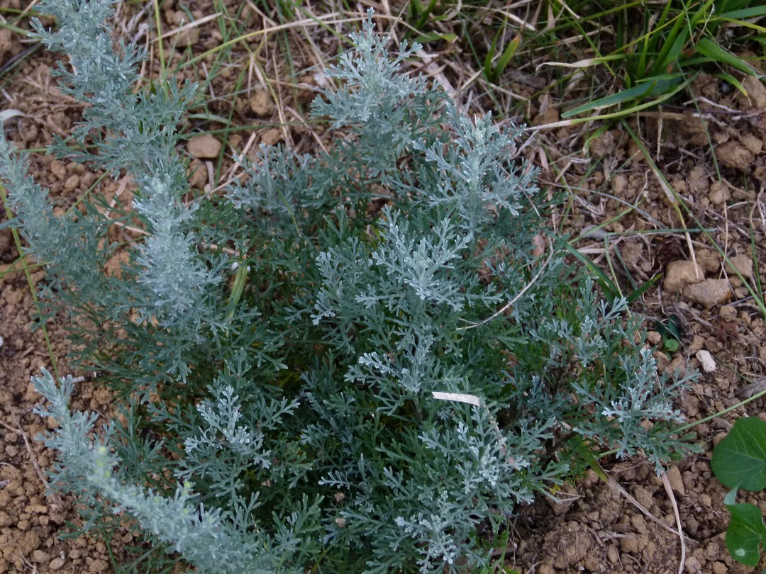 Achillea ligustica