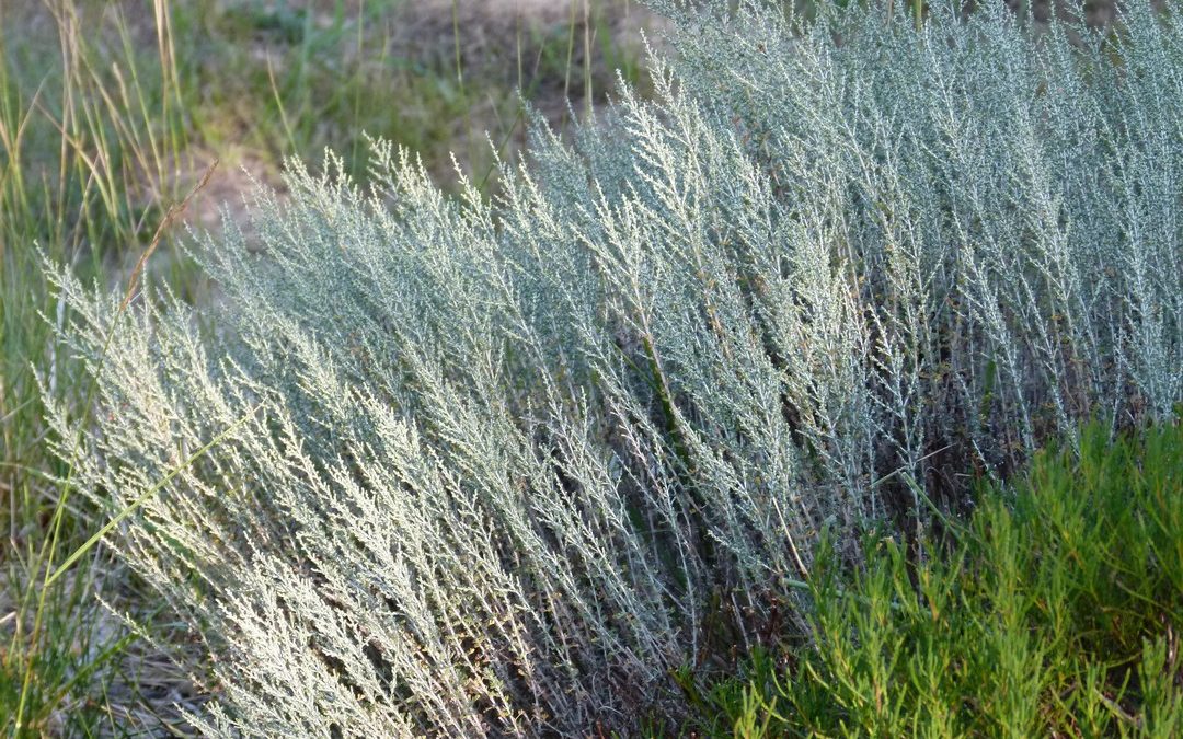 Artemisia herba-alba