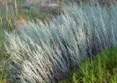 Artemisia herba-alba