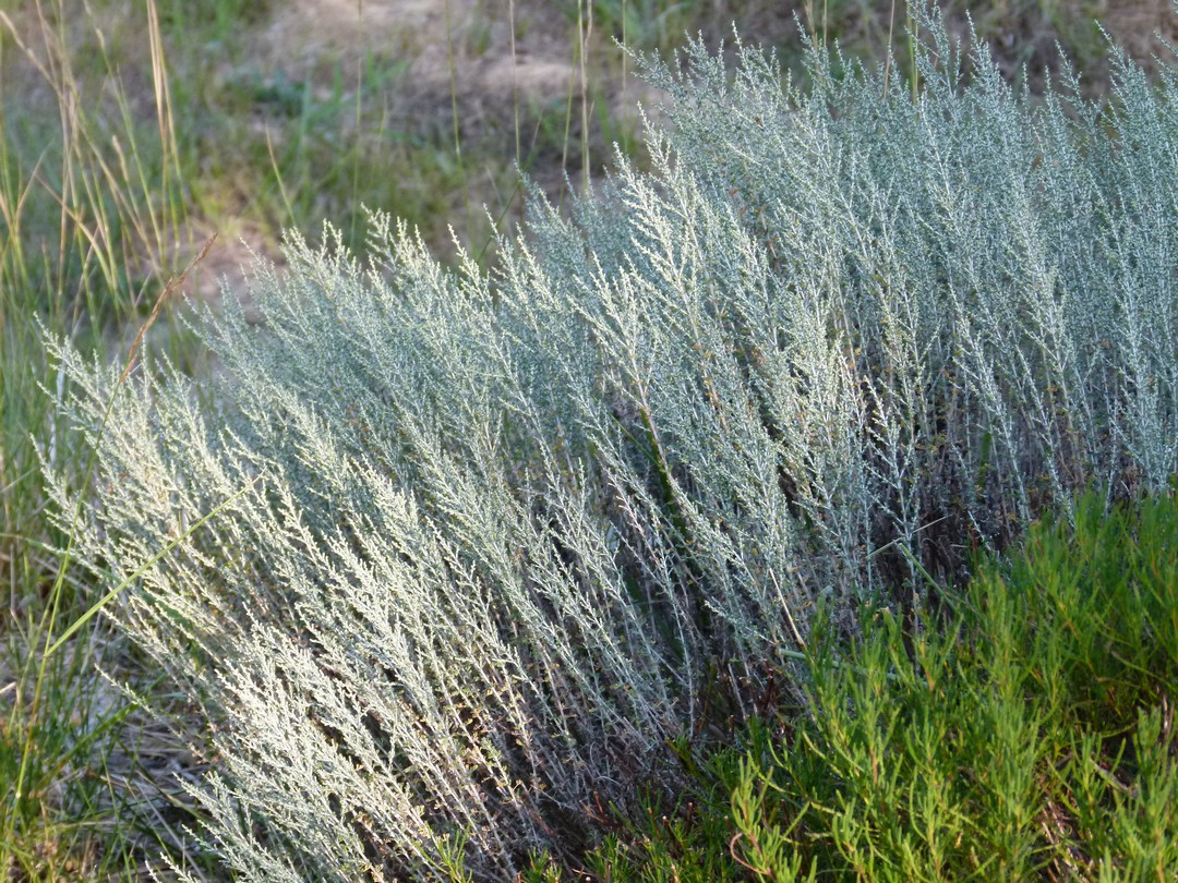 Achillea ligustica