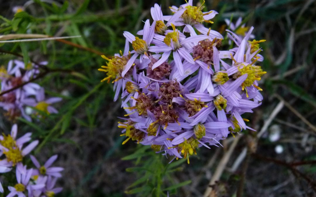 Aster sedifolius