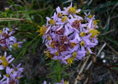 Aster sedifolius