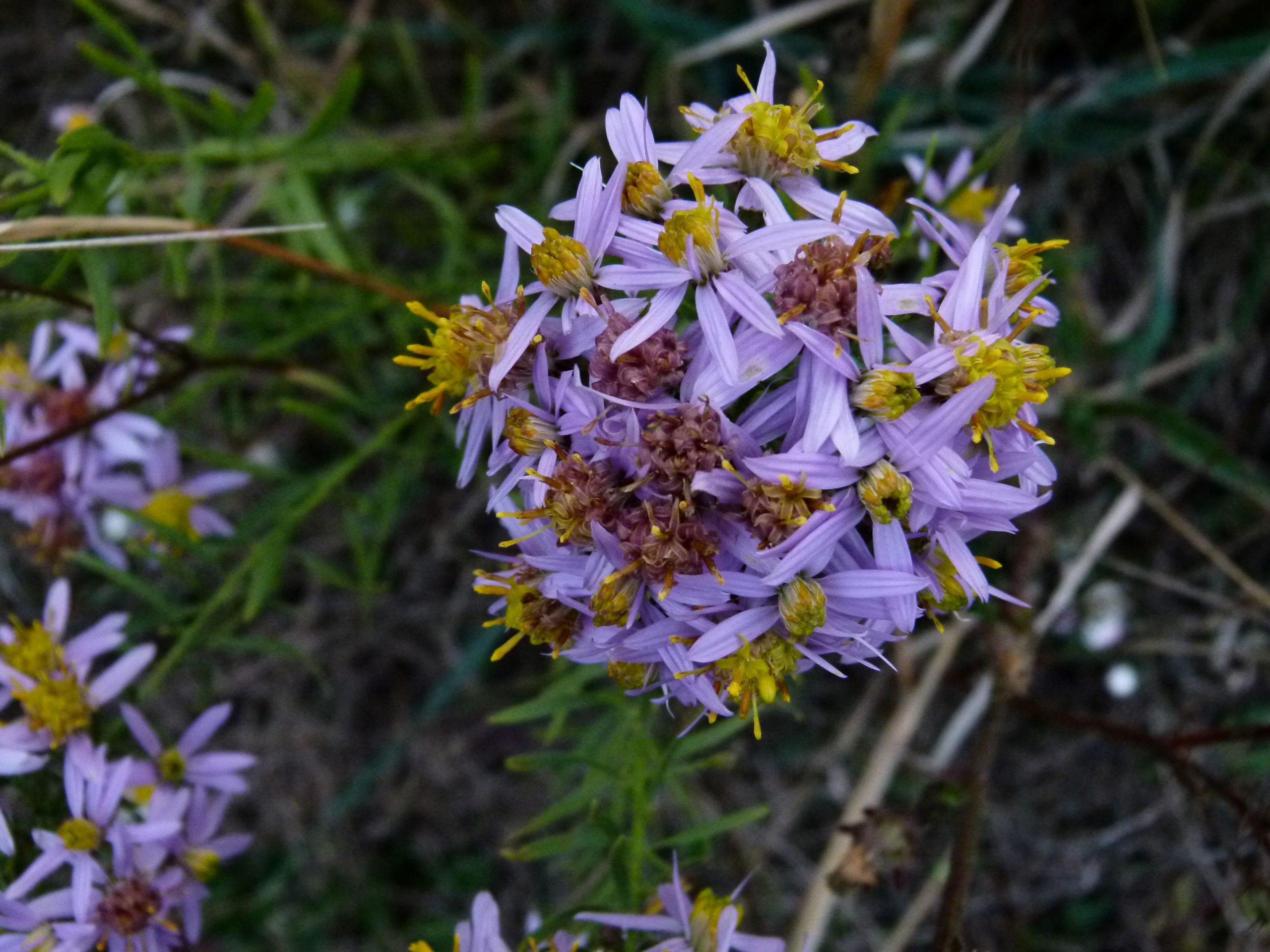 Achillea ligustica