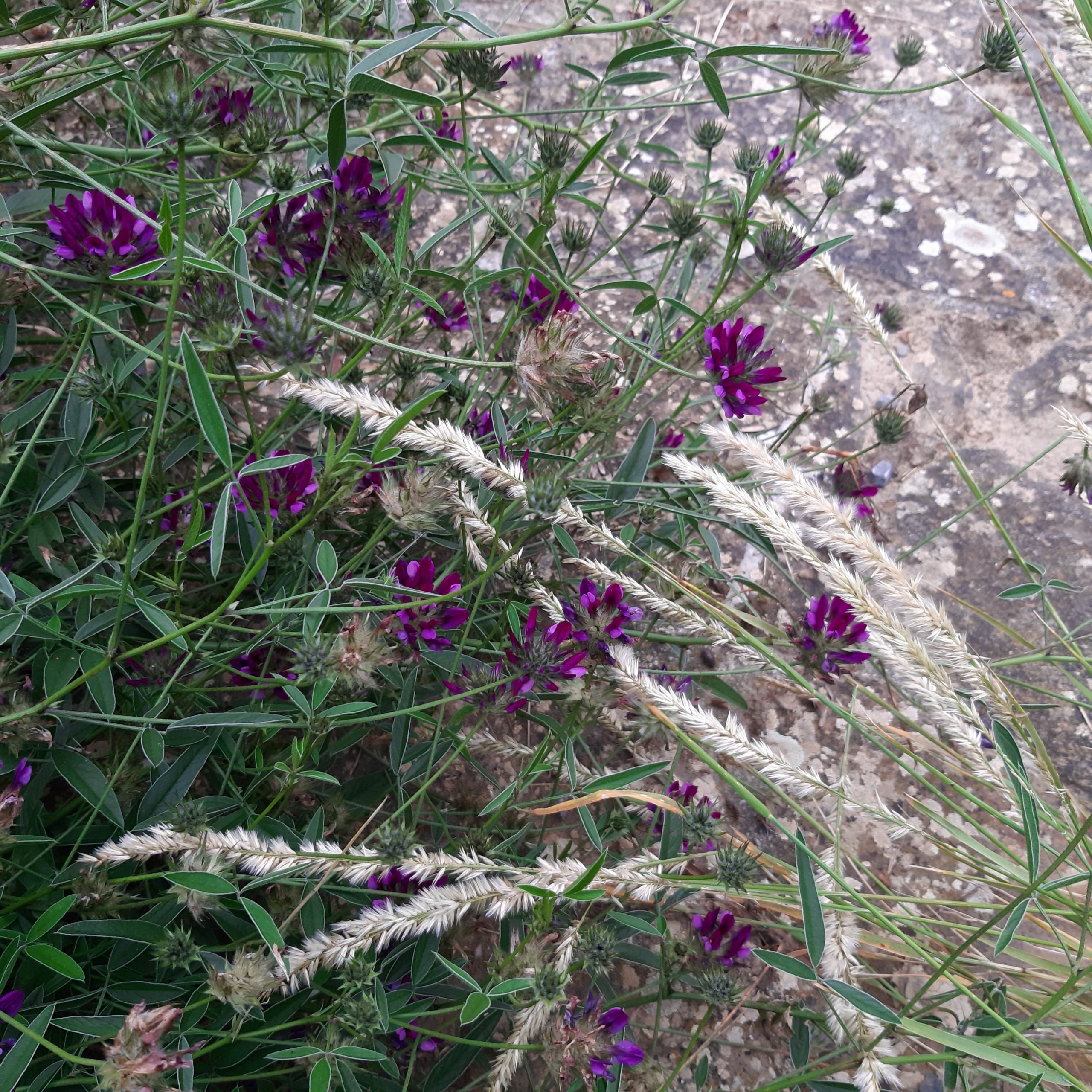 Achillea ligustica