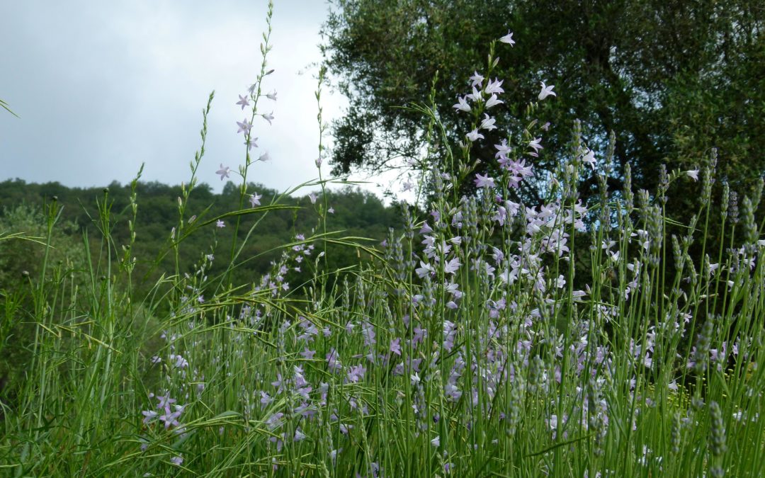 Campanula rapunculus