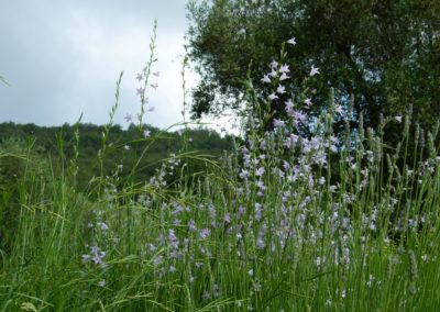 Campanula rapunculus