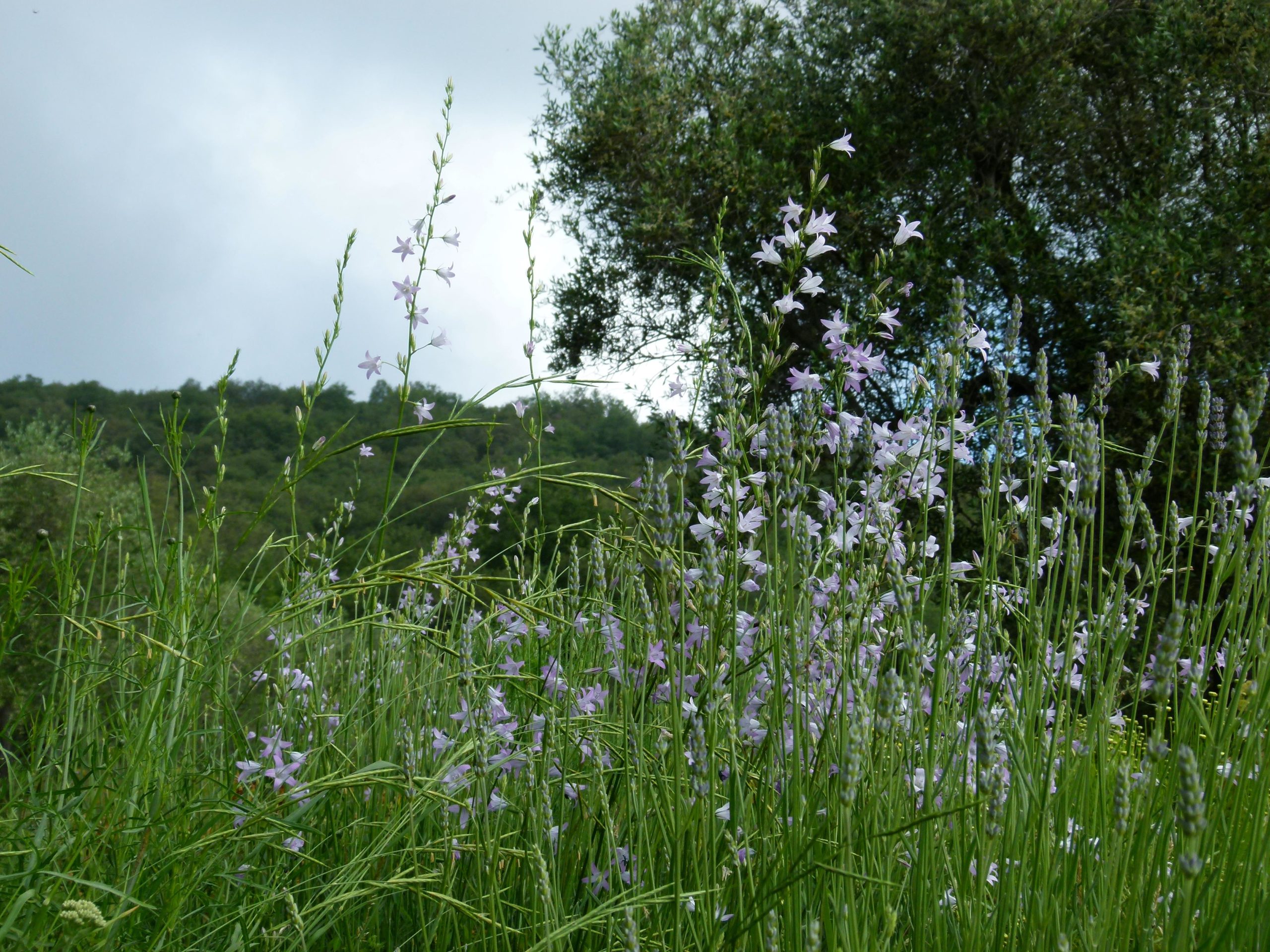 Achillea ligustica