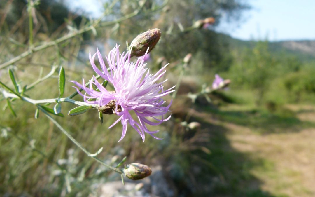 Centaurea paniculata