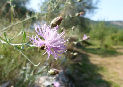 Centaurea paniculata