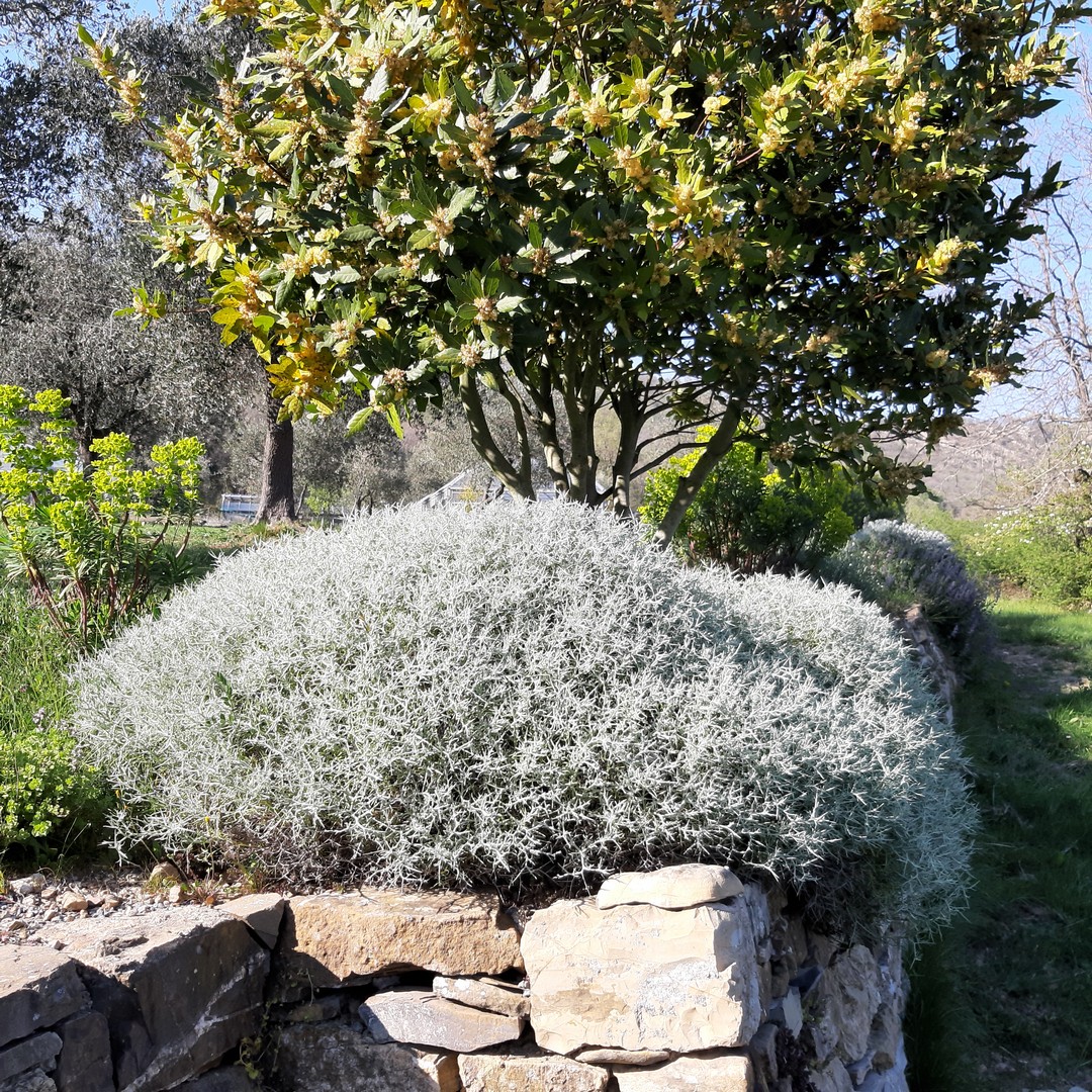 Achillea ligustica