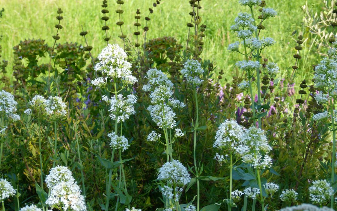 Centranthus ruber ‘Alba’