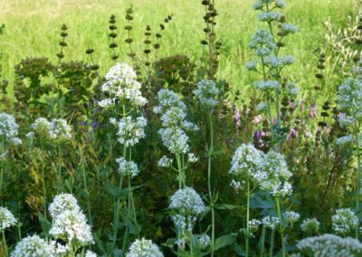 Centranthus ruber ‘Alba’