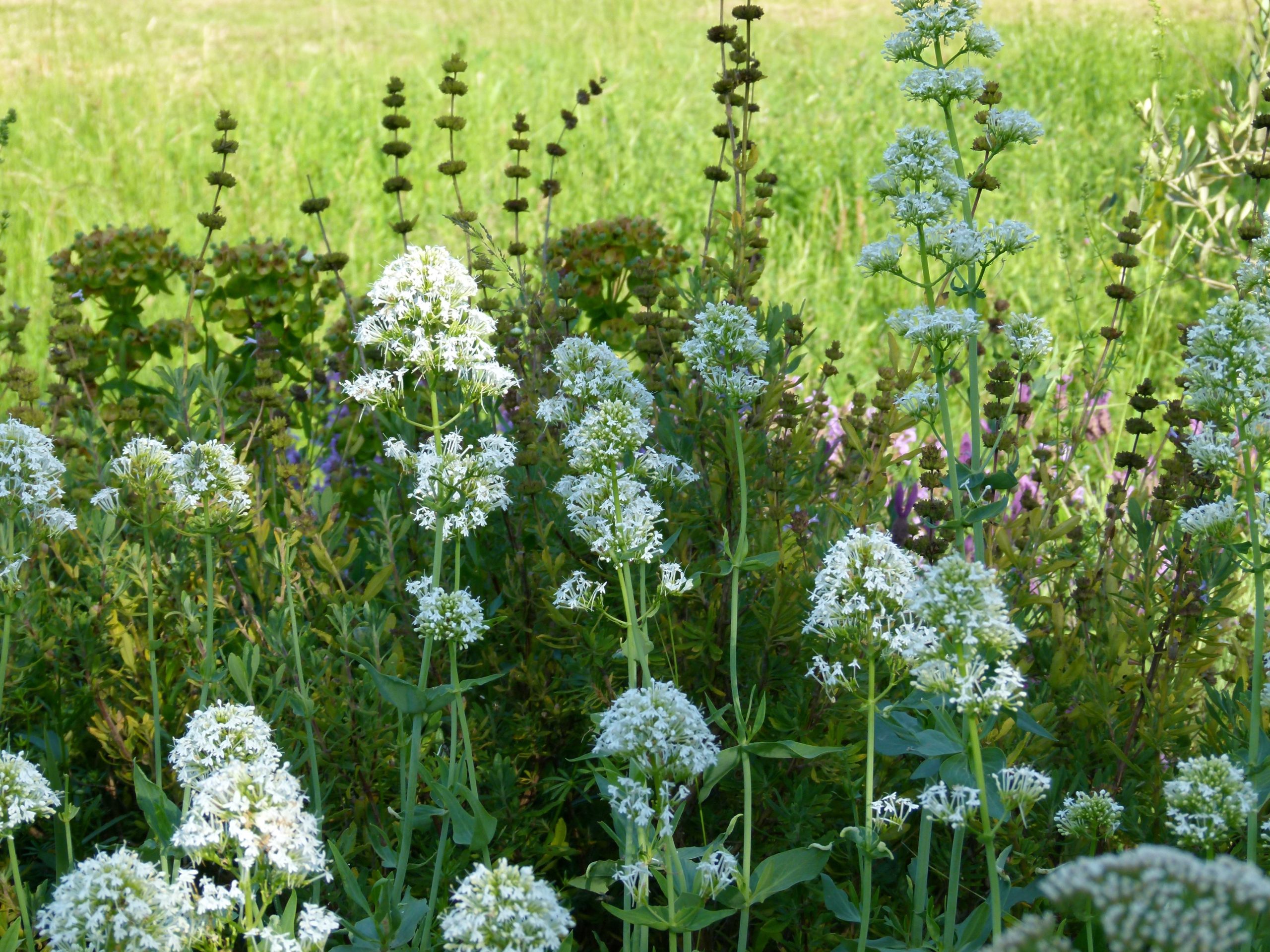 Achillea ligustica