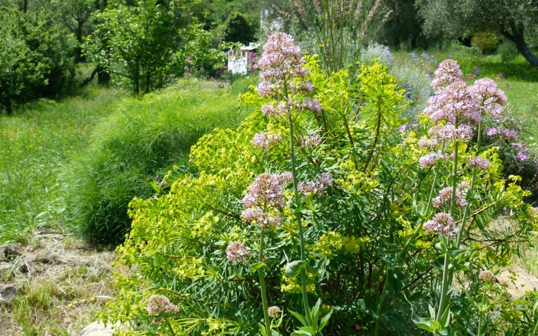 Centranthus ruber ‘Roseum’