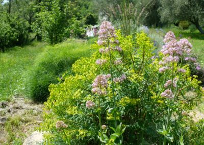 Centranthus ruber ‘Roseum’