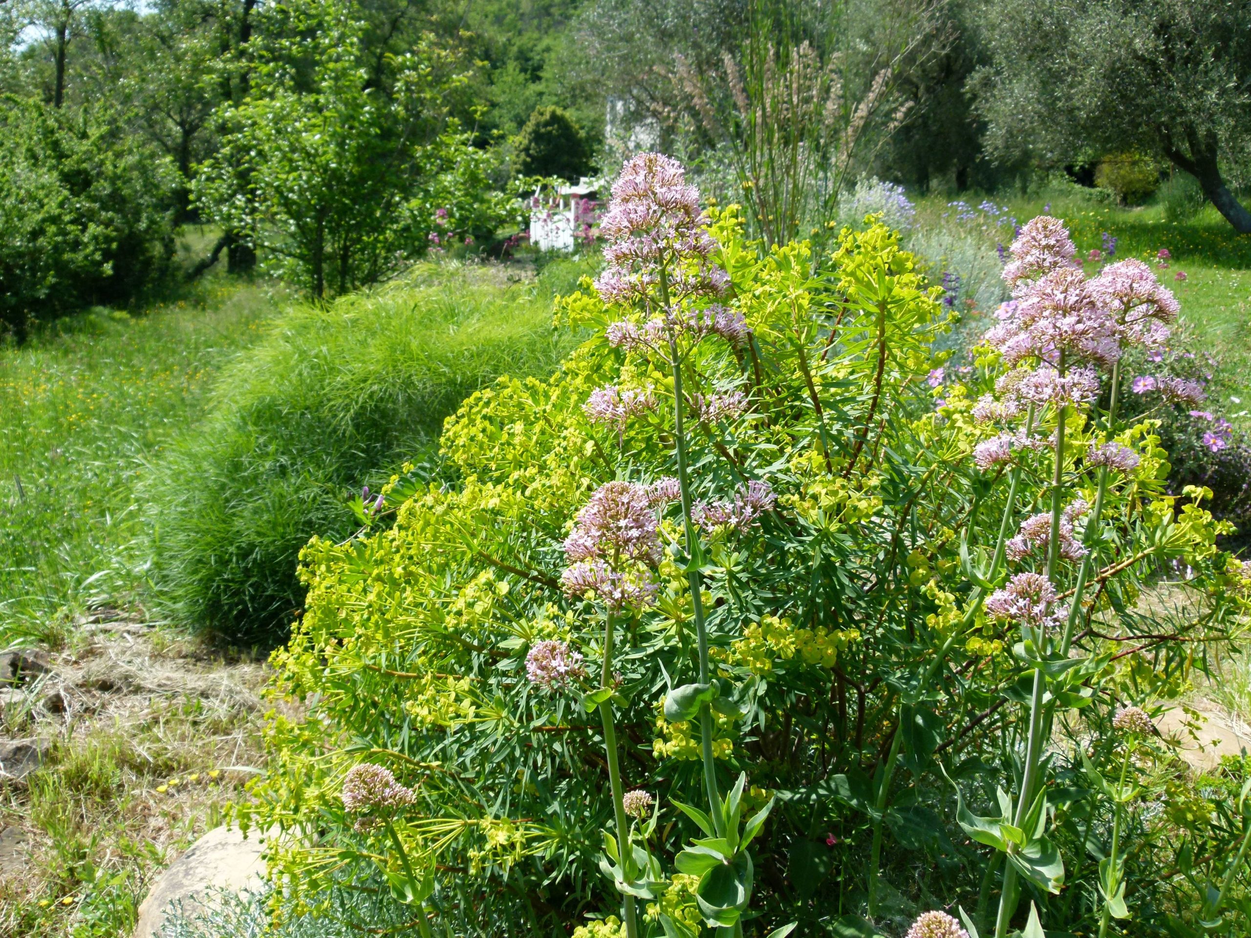 Achillea ligustica