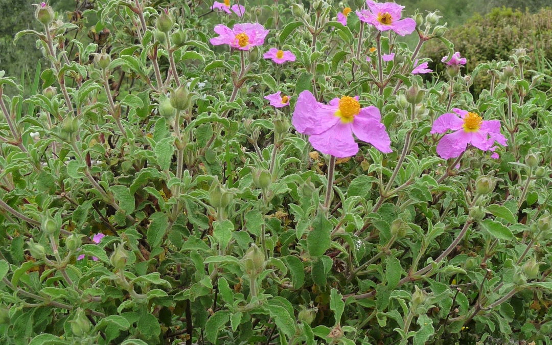 Cistus creticus