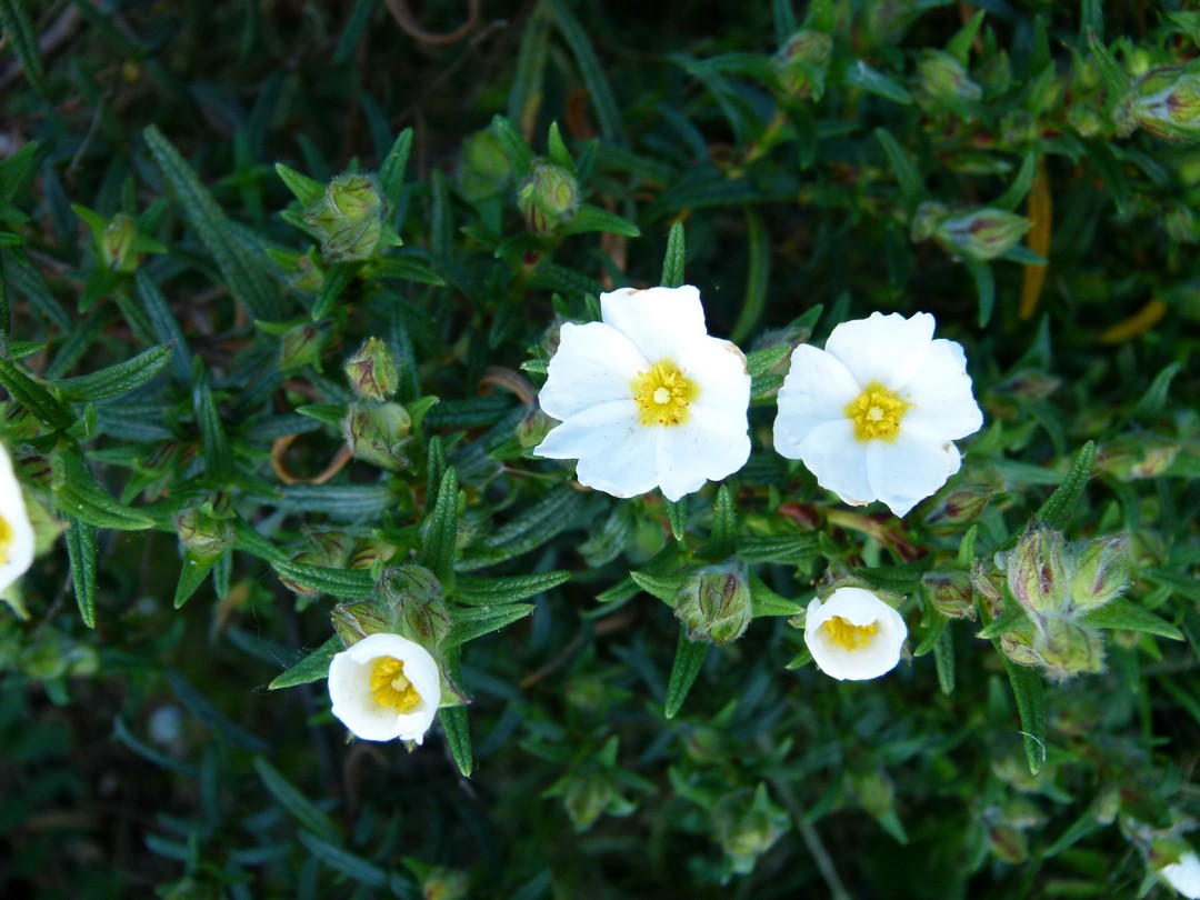 Achillea ligustica