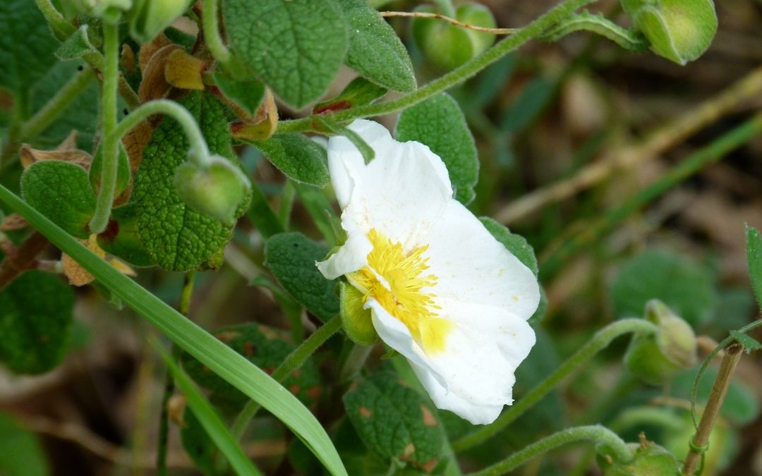 Cistus salvifolius