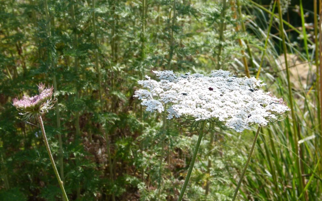 Daucus carota