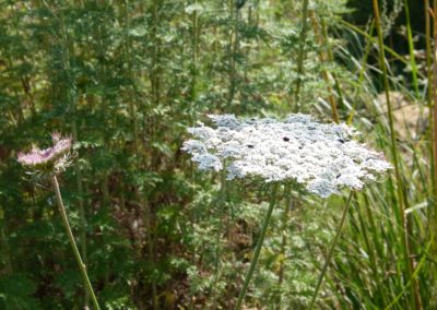 Daucus carota