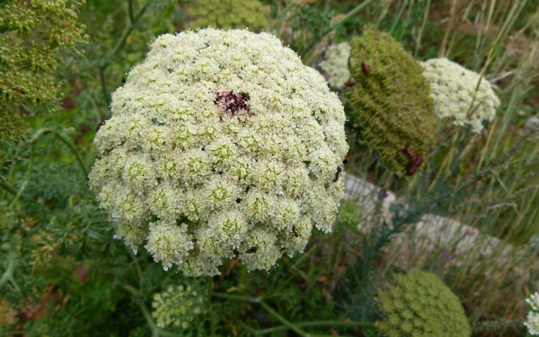 Daucus gingidium