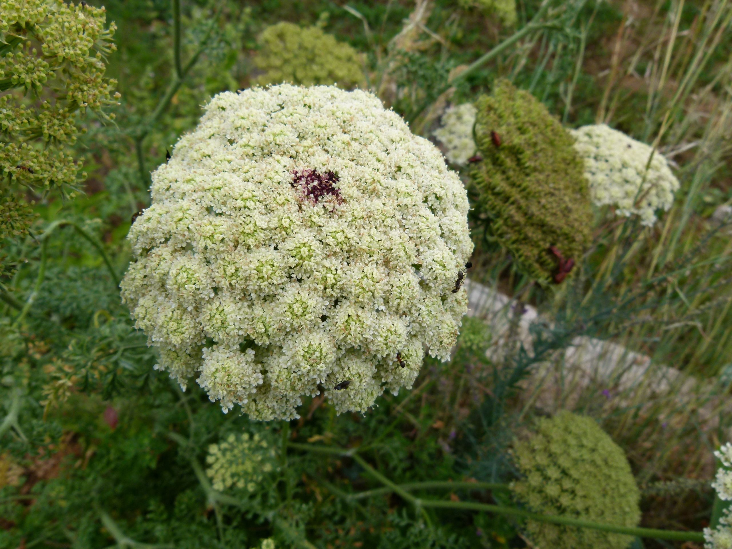 Achillea ligustica