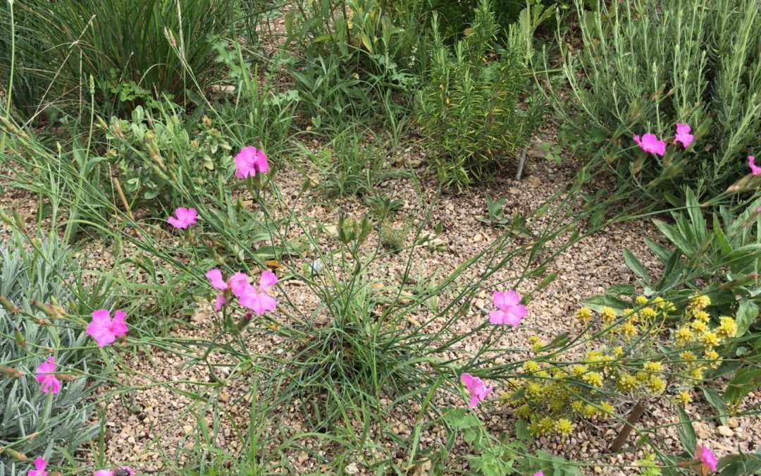 Dianthus longicaulis