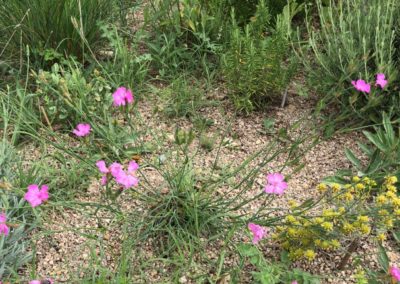 Dianthus longicaulis