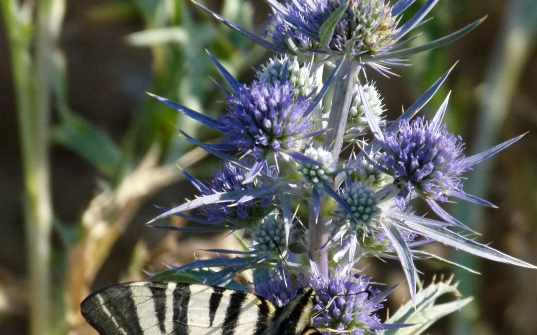 Eryngium amethystum