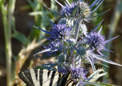 Eryngium amethystum