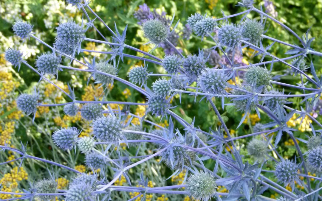 Eryngium planum