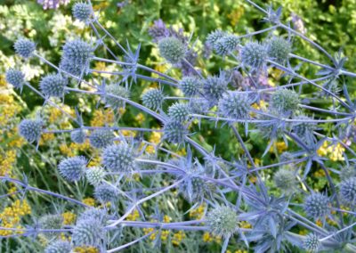 Eryngium planum