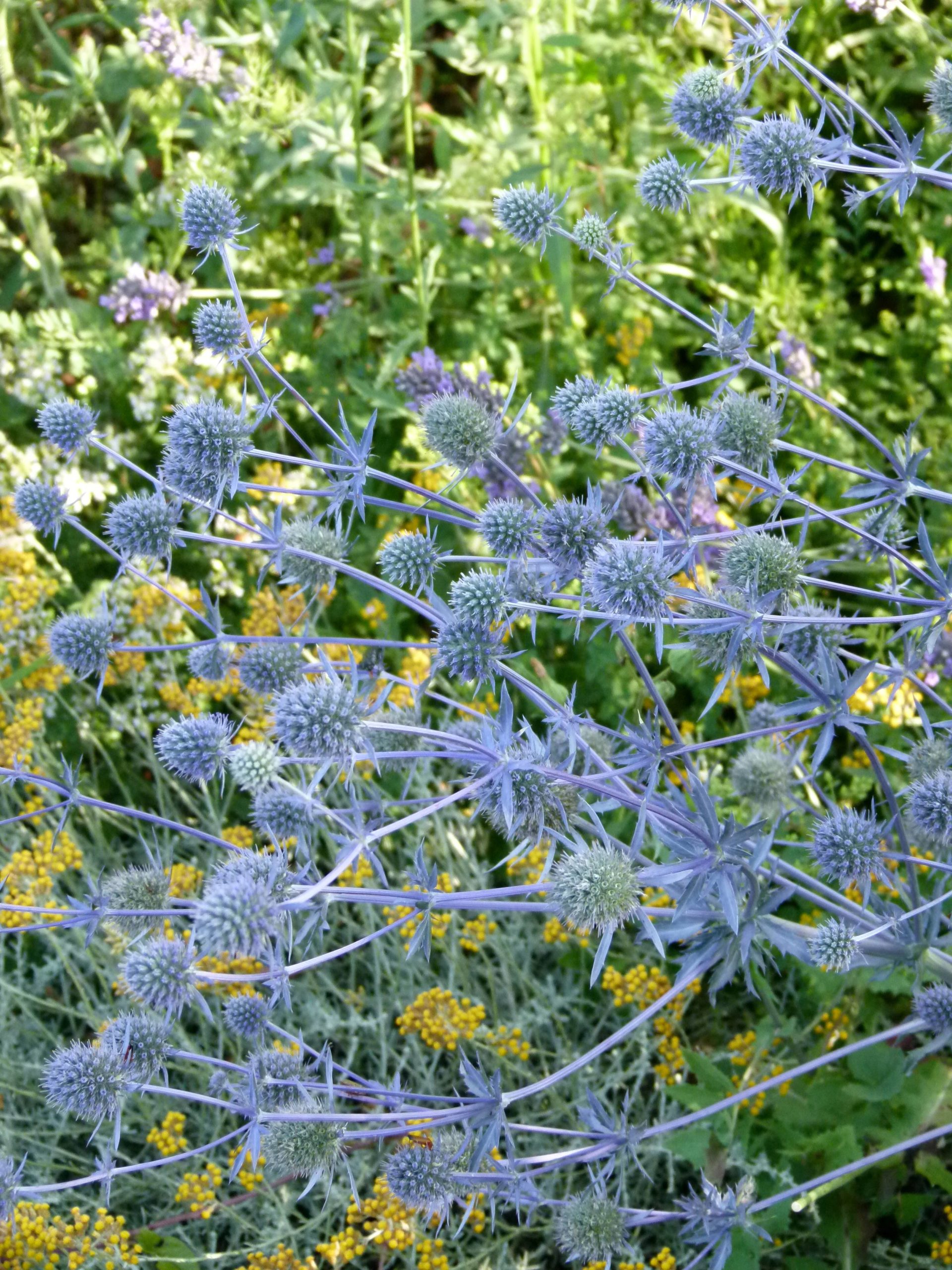 Achillea ligustica