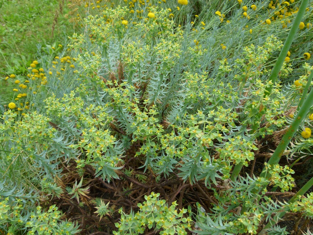 Achillea ligustica