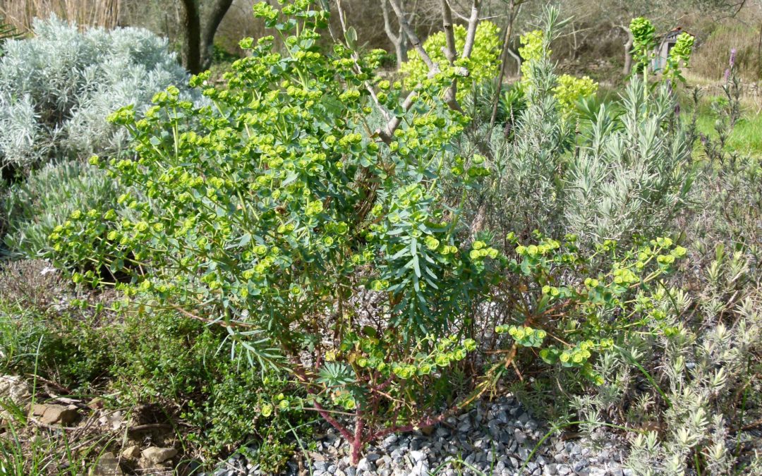 Euphorbia segetalis